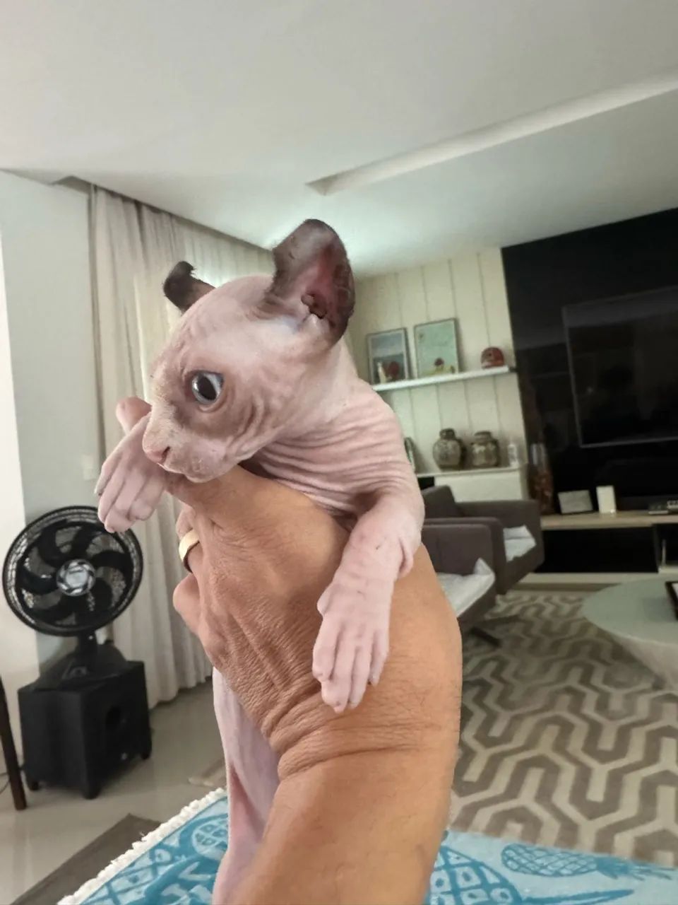 Gata Sphynx Dwelf  - Foto 3