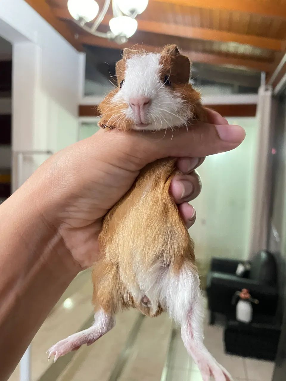 Porquinhos da índia  - Foto 6