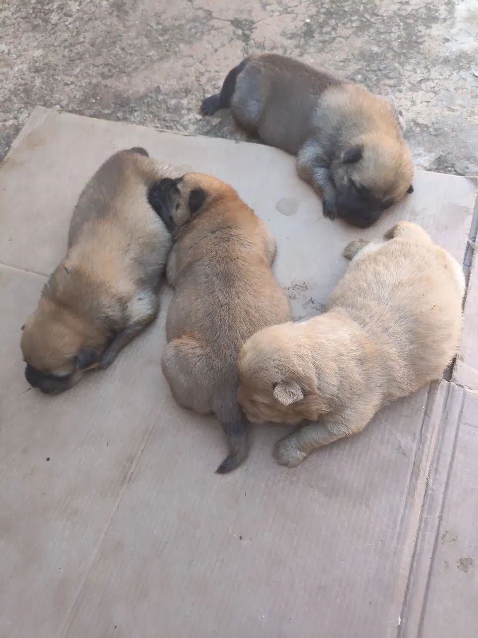 Chow Chow  - Foto 2