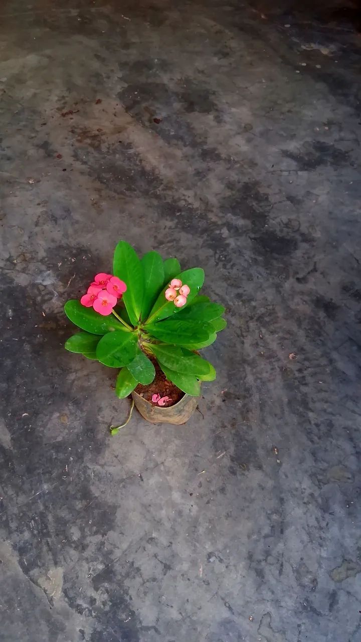 Coroa de Cristo cor de rosa  - Foto 5