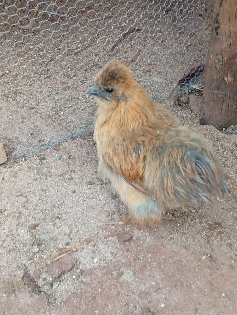 Galinha Sedosa - Foto 2