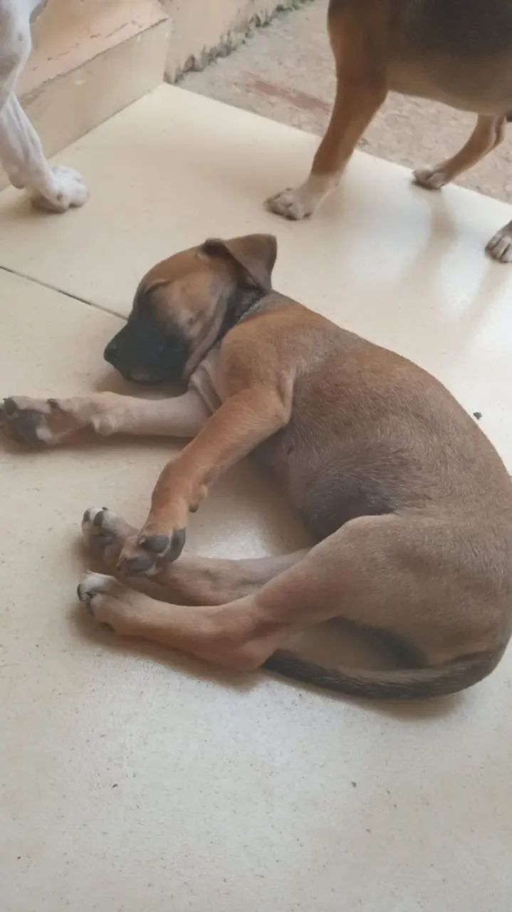 Doação cachorrinha dócil 3 meses 