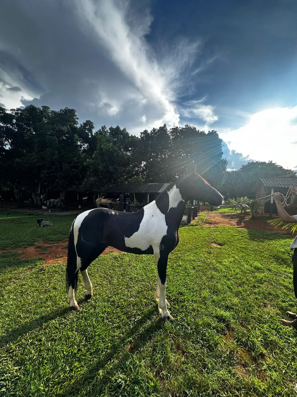 Cavalo Mangalarga Marchador - Foto 3