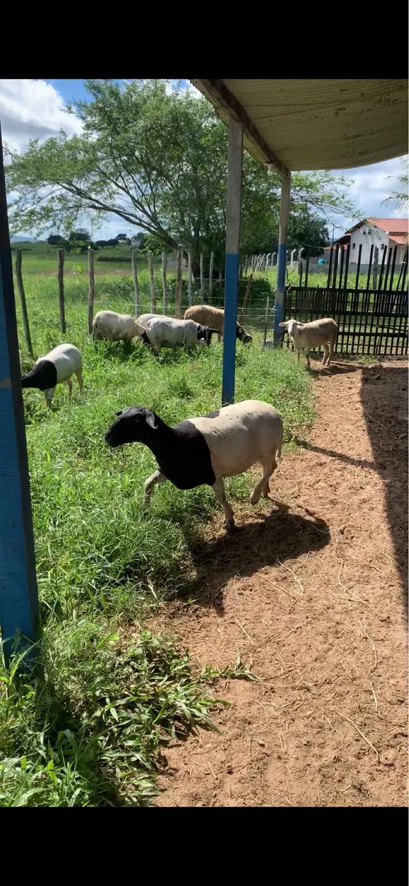 Vende-se ovelhas e carneiros  - Foto 3