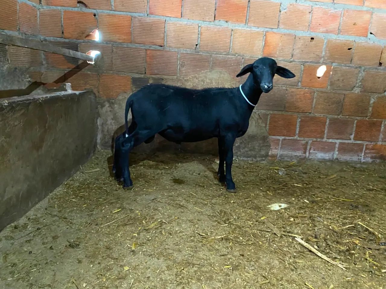 Borrego  - Foto 5