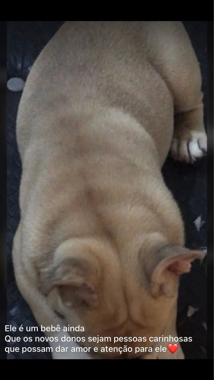 Buldogue francês 7 meses - Foto 2