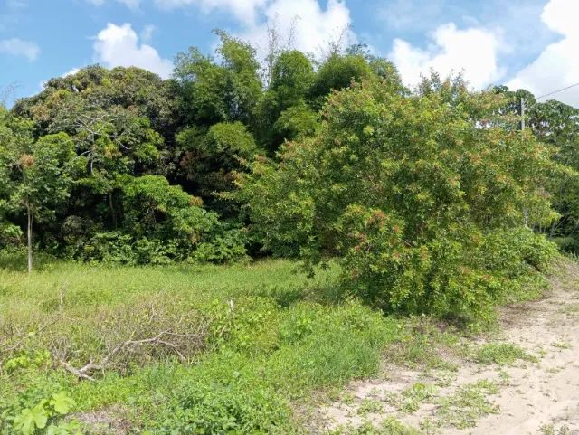 Sítio em Alhandra/PB com 7,3 hectares com casa completa - Foto 5