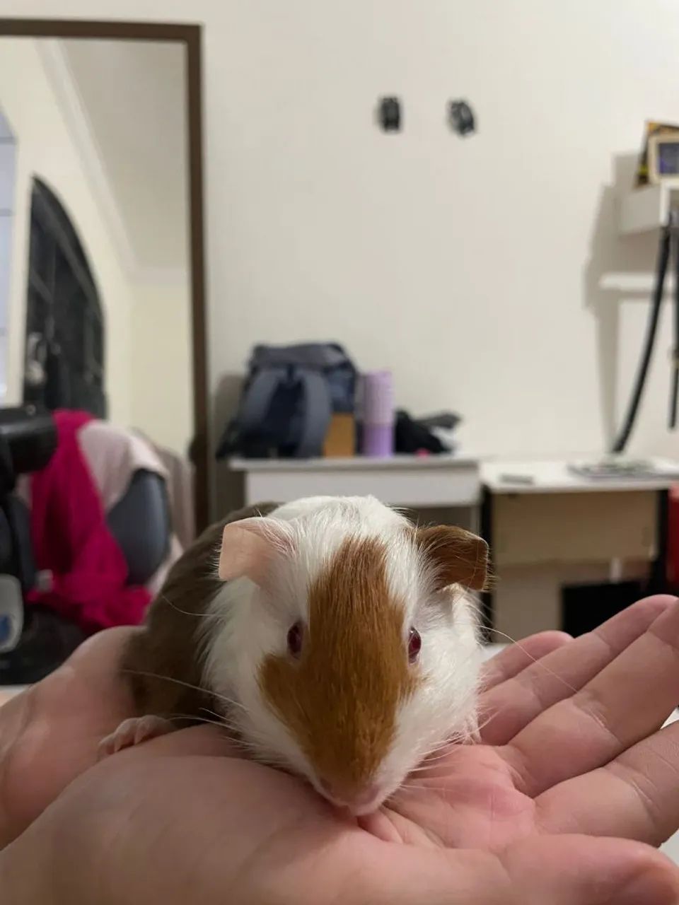 Porquinho da India (3 Fêmeas) - Foto 2