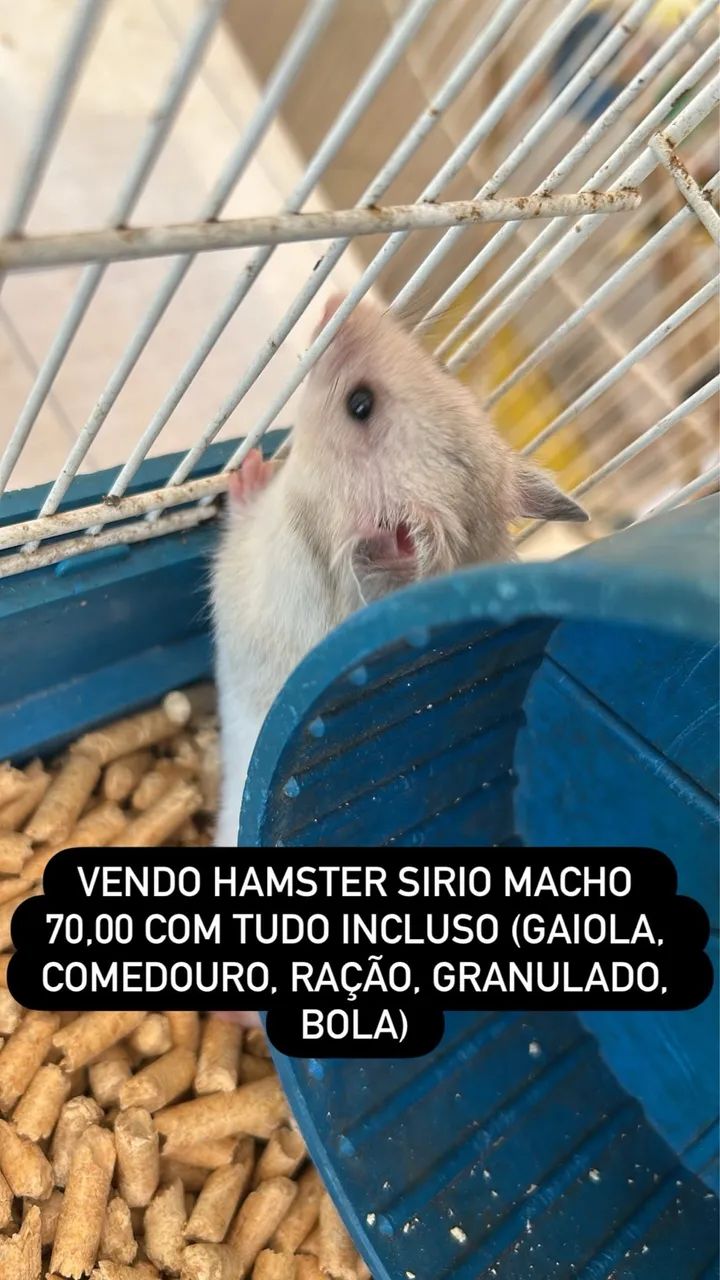 hamster sírio macho 