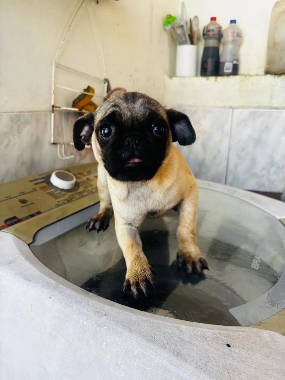 Filhotes de Pug - Foto 3
