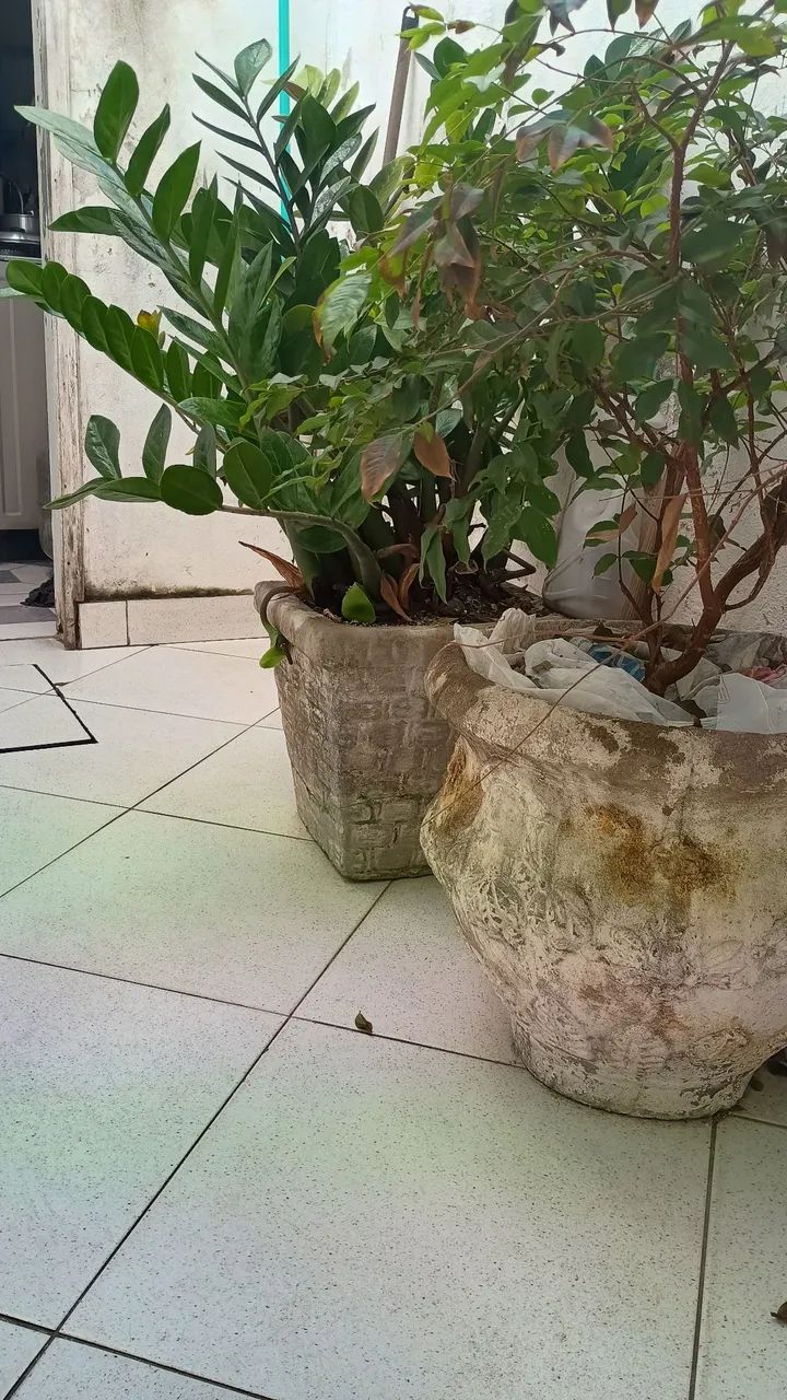 Vendo 2 vasos com plantas  - Foto 3