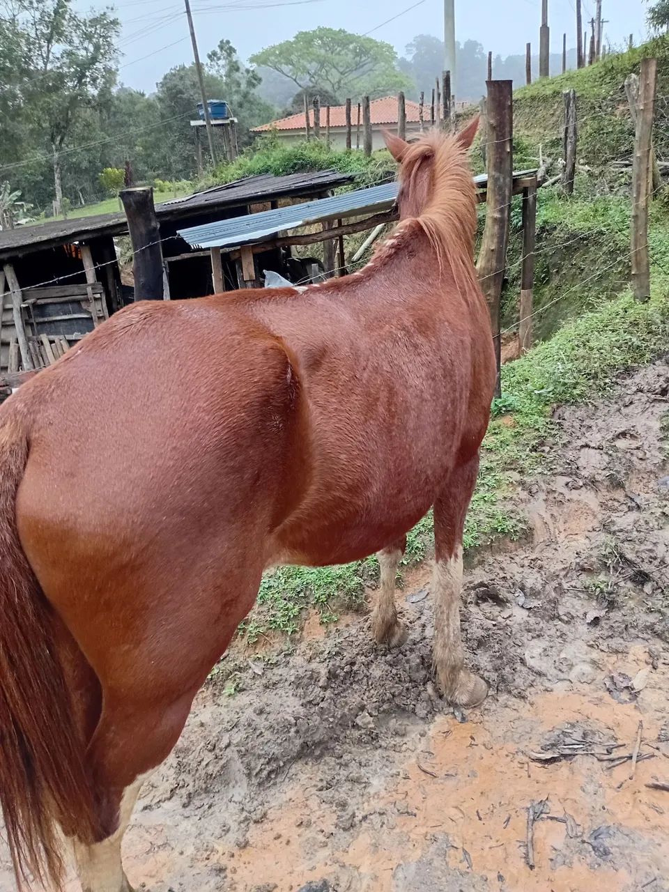 Égua  - Foto 3