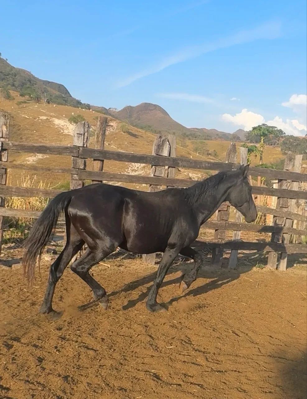 Vendo cavalos  - Foto 3