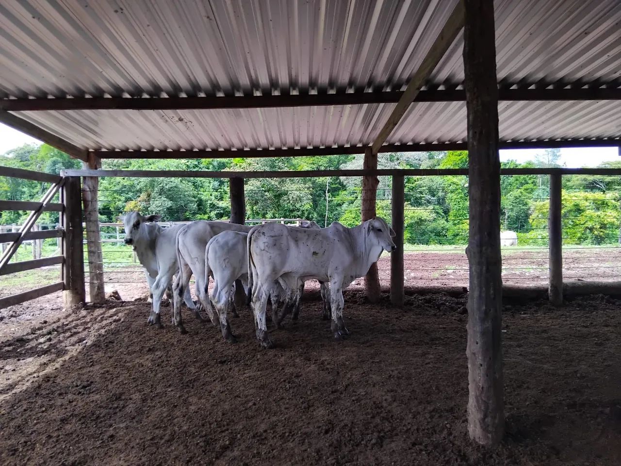 Bezerros Nelores Extras