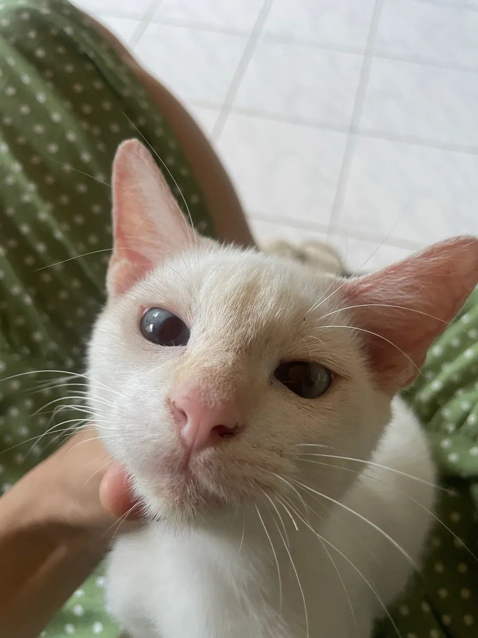 ADOÇÃO RESPONSÁVEL 