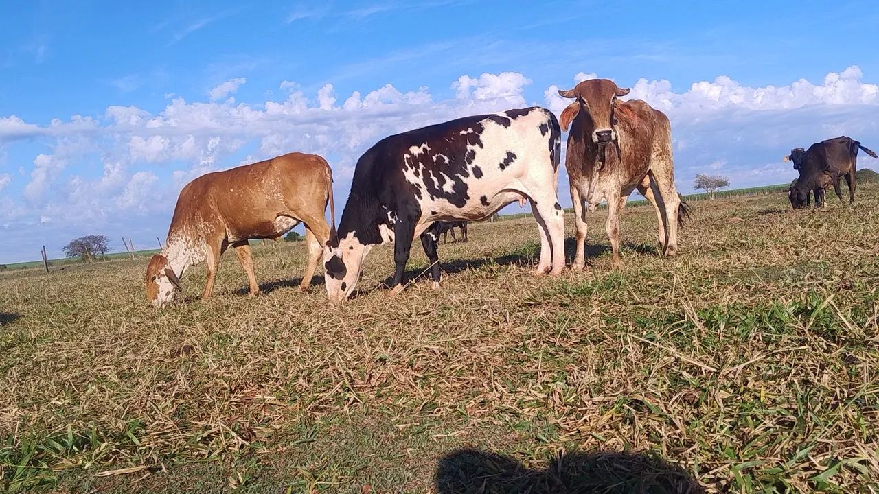 Vendo lote com 10 vacas 4 Garrotes 1 touro - Foto 6