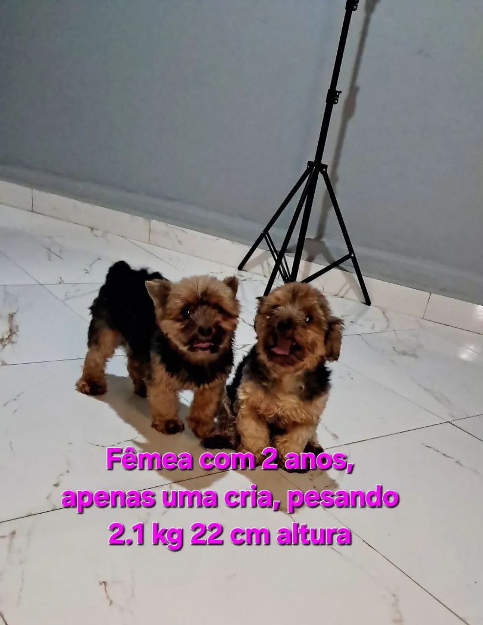 Yorkshire terrier casal, oportunidade única  - Foto 3