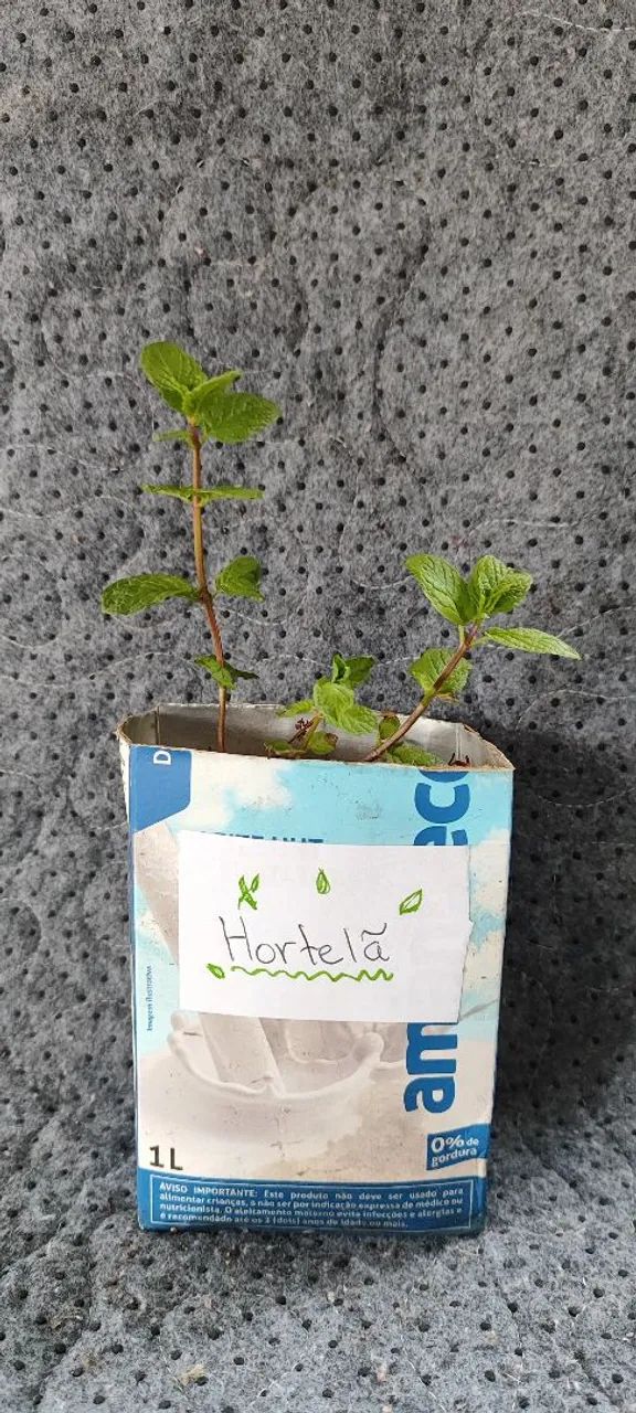 Muda de Hortelã  - Foto 2