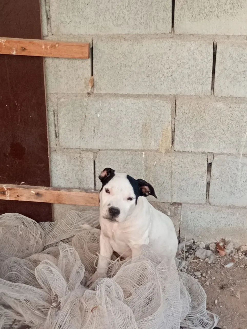  Pitbull fêmea 