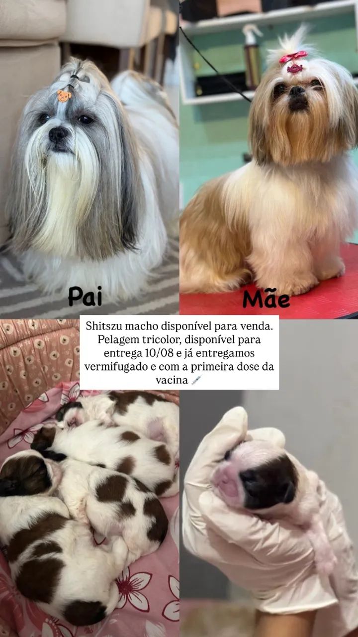 Cachorro - Foto 2