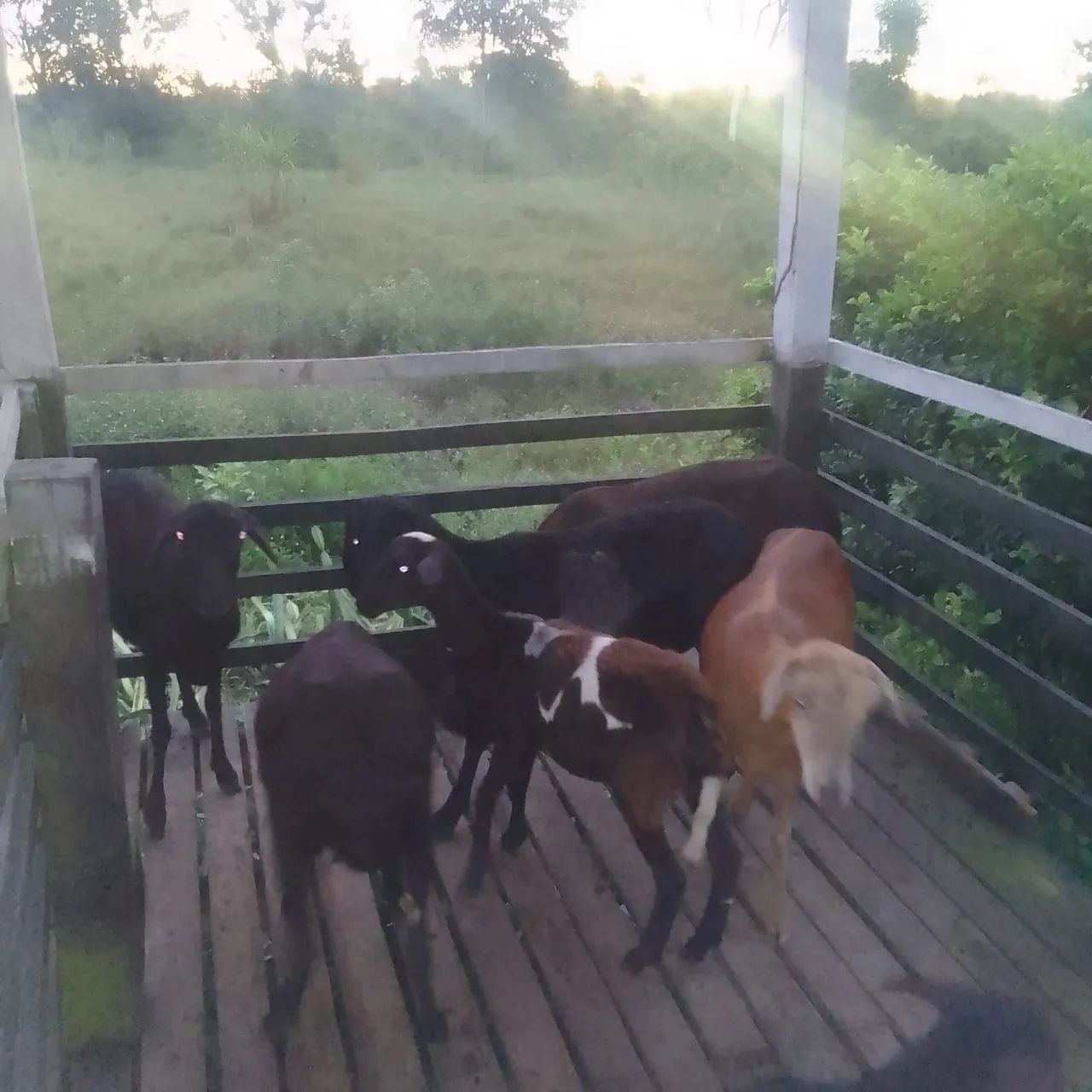 Vendo Ovelhas e Carneiro - Foto 3