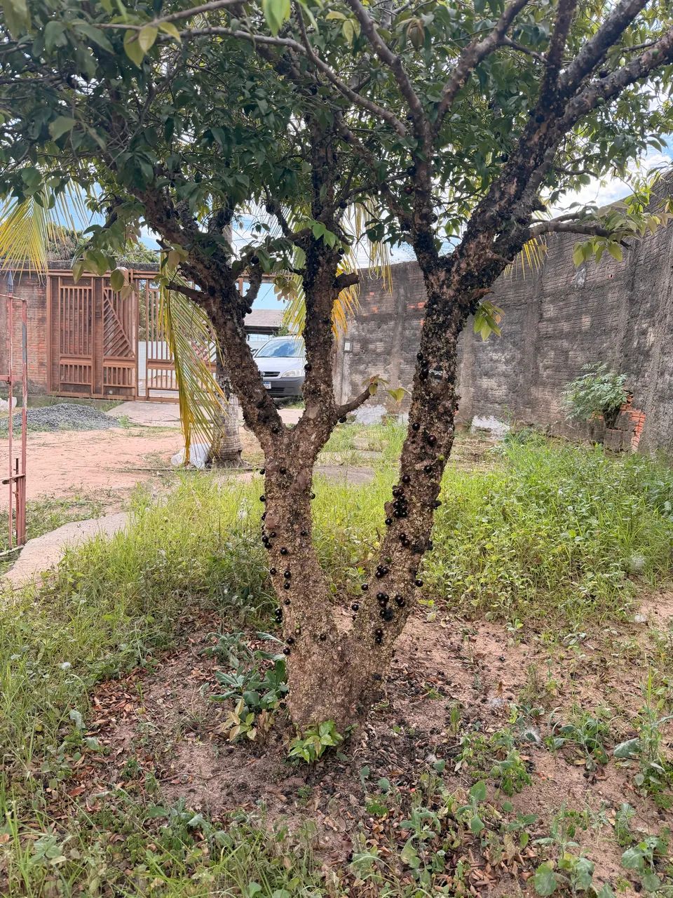 Vendo jabuticabeira 
