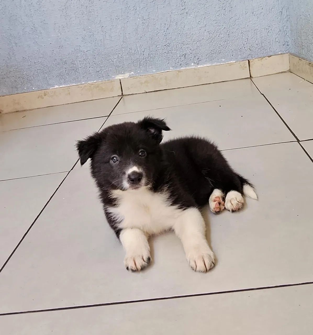 Filhotes de Border Collie  - Foto 2