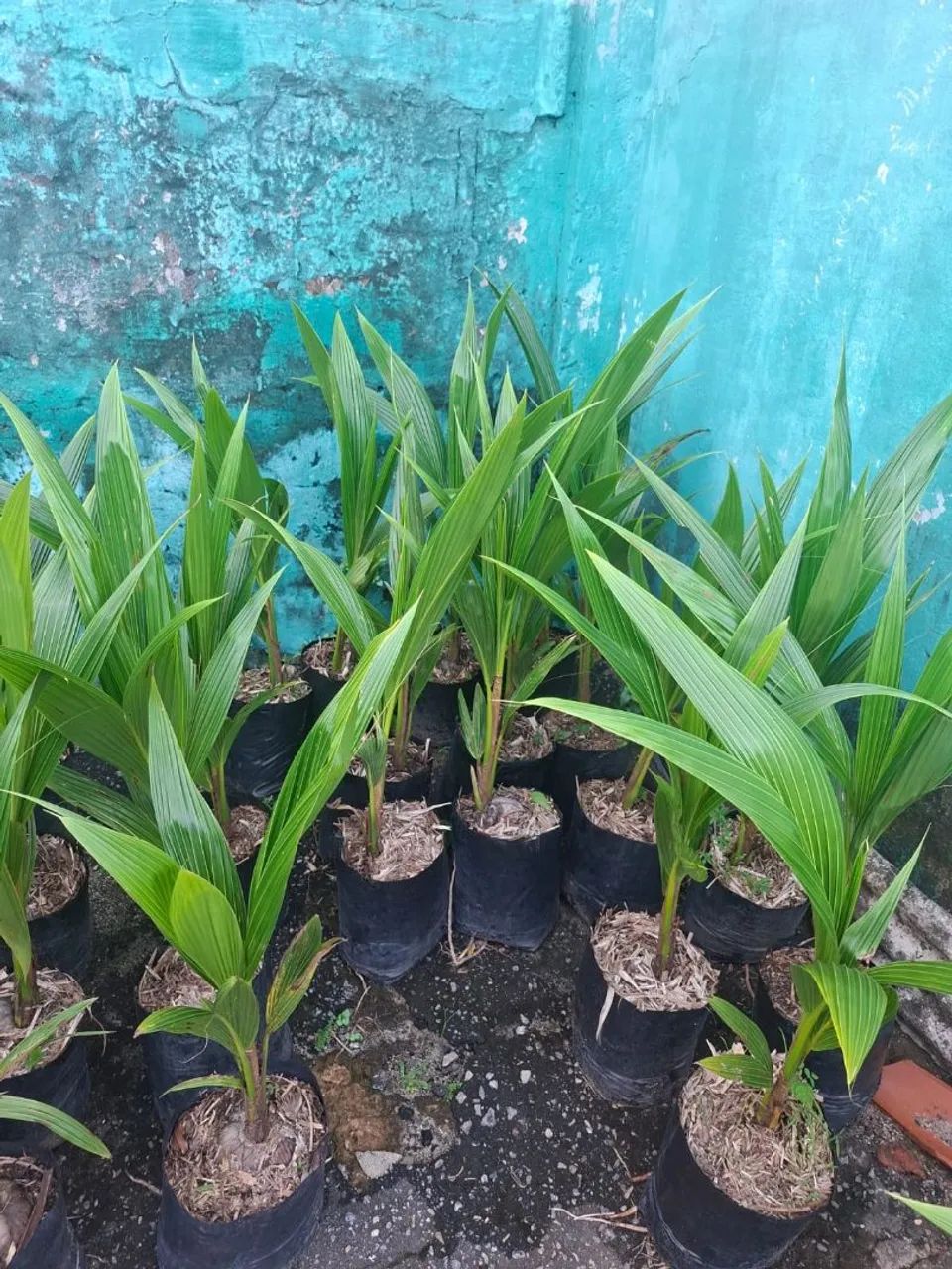 Muda de coco anão precoce - Foto 3