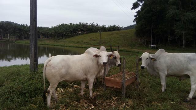 Silagem - Foto 2
