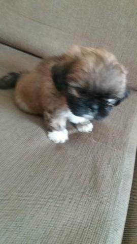 Vendo SHITZU 450 Reais - Foto 2
