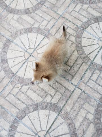 Spitz Alemão - Foto 3