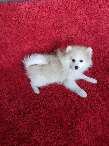 Spitz Alemão (Lulu)