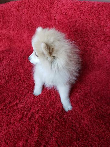 Spitz Alemão (Lulu) - Foto 3