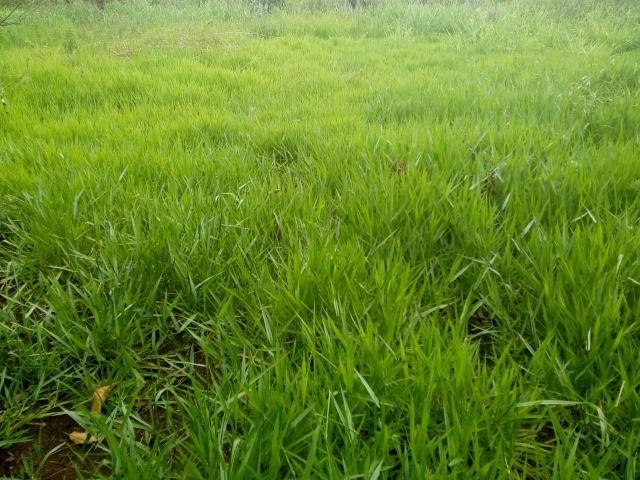 Terreno para Plantação - Foto 3