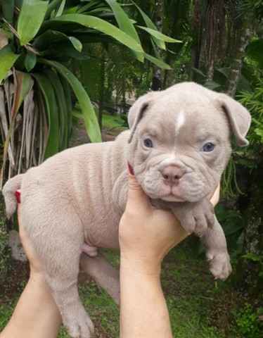 Filhotes de American Bully Pocket - Foto 6