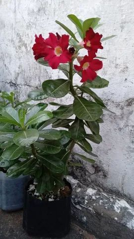 Rosa do deserto  - Foto 3