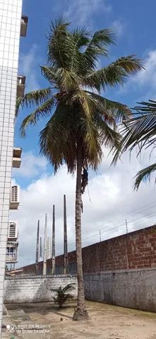Poda de árvores ? limpeza de coqueiros * - Foto 3