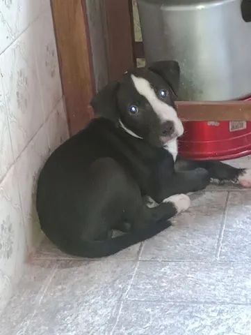 Pit Bull  - Foto 4