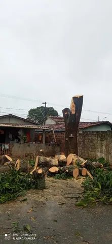Poda de árvores ? limpeza de coqueiros * - Foto 5