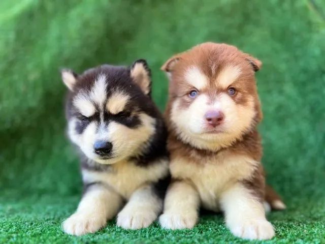 Husky siberiano energia e beleza do artico