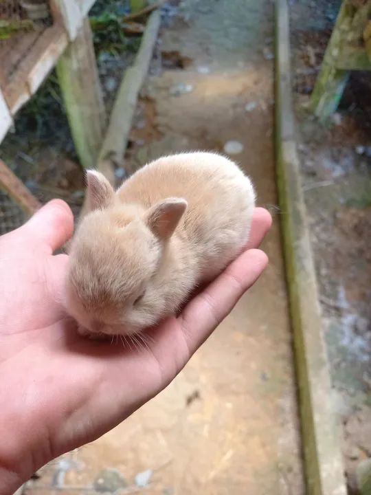 Mine coelhos neterland  - Foto 3