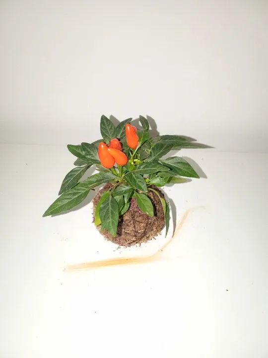 Planta de Pimenta Ornamental na Kokedama  - Foto 4