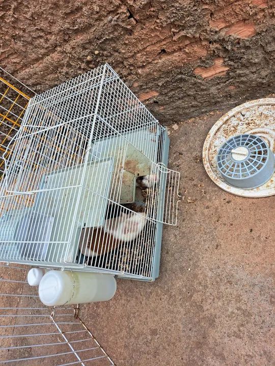 Porquinhos da Índia - Foto 3