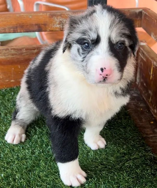 Border Collie belos - Foto 3