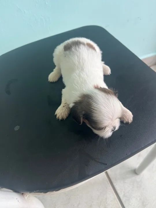 Filhote Shih Tzu - Foto 4