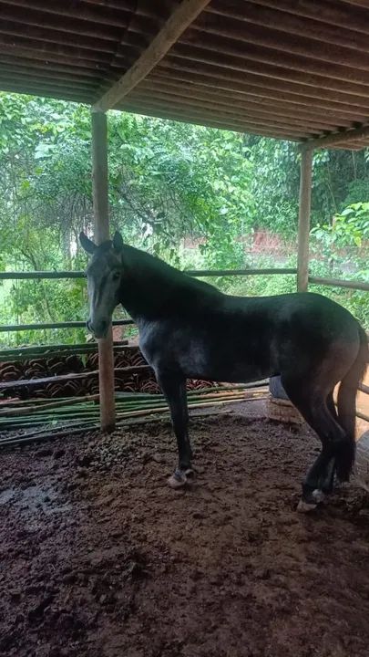 Vendo lindo potro marcha picada  - Foto 2