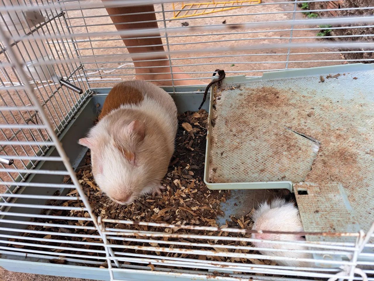 Porquinhos da Índia - Foto 2