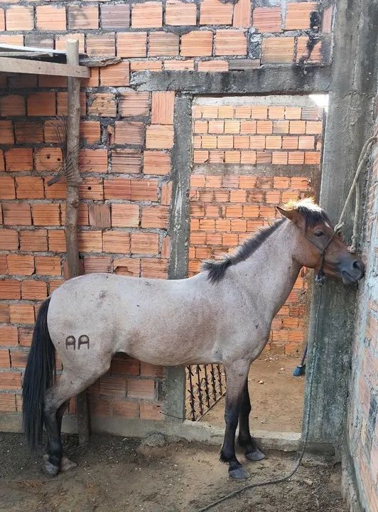 Potra Mangalarga Marchador - Foto 3