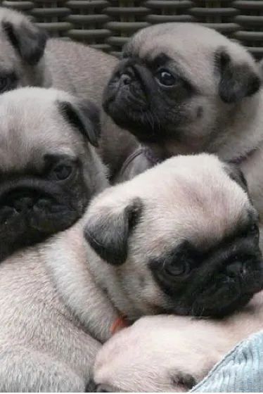   Porte Pequeno ótimo para Apartamento, Filhote de Pug entrega imediata 