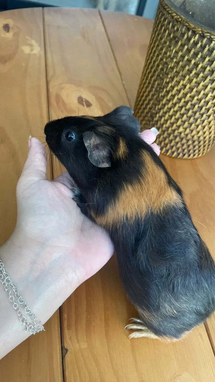 Porquinho da Índia  - Foto 4